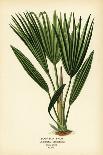 Tree Aloe, Aloe Arborescens. Chromolithograph from an Illustration by Desire Bois from Edward Step’-Désiré Georges Jean Marie Bois-Framed Stretched Canvas