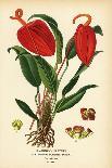 Saffron Lily, Lilium Croceum. Chromolithograph from an Illustration by Desire Bois from Edward Step-Désiré Georges Jean Marie Bois-Giclee Print