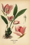Flamingo Flower, Anthurium Scherzerianum. Chromolithograph from an Illustration by Desire Bois From-Désiré Georges Jean Marie Bois-Giclee Print