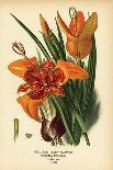 Saffron Lily, Lilium Croceum. Chromolithograph from an Illustration by Desire Bois from Edward Step-Désiré Georges Jean Marie Bois-Giclee Print