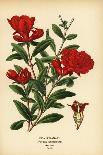 Scarlet Sage, Salvia Splendens. Chromolithograph from an Illustration by Desire Bois from Edward St-Désiré Georges Jean Marie Bois-Giclee Print