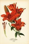 Scarlet Sage, Salvia Splendens. Chromolithograph from an Illustration by Desire Bois from Edward St-Désiré Georges Jean Marie Bois-Giclee Print