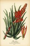 Scarlet Sage, Salvia Splendens. Chromolithograph from an Illustration by Desire Bois from Edward St-Désiré Georges Jean Marie Bois-Giclee Print