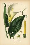 Jacobean Lily, Sprekelia Formosissima. Chromolithograph from an Illustration by Desire Bois from Ed-Désiré Georges Jean Marie Bois-Giclee Print