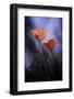 Desire-Fabien BRAVIN-Framed Photographic Print