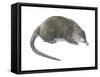 Desman (Desmana Moschata), Mammals-Encyclopaedia Britannica-Framed Stretched Canvas