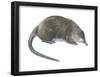 Desman (Desmana Moschata), Mammals-Encyclopaedia Britannica-Framed Poster