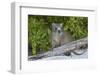 Desmarest's hutia, Jardines de la Reina, Caribbean Sea, Cuba, January-Claudio Contreras-Framed Photographic Print