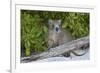 Desmarest's hutia, Jardines de la Reina, Caribbean Sea, Cuba, January-Claudio Contreras-Framed Photographic Print