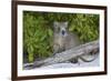 Desmarest's hutia, Jardines de la Reina, Caribbean Sea, Cuba, January-Claudio Contreras-Framed Photographic Print