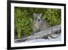 Desmarest's hutia, Jardines de la Reina, Caribbean Sea, Cuba, January-Claudio Contreras-Framed Photographic Print