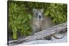 Desmarest's hutia, Jardines de la Reina, Caribbean Sea, Cuba, January-Claudio Contreras-Stretched Canvas