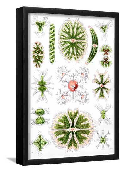 Poster, , large