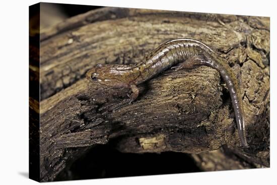 Desmognathus Fuscus (Northern Dusky Salamander)-Paul Starosta-Stretched Canvas