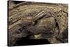 Desmognathus Fuscus (Northern Dusky Salamander)-Paul Starosta-Stretched Canvas
