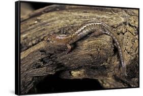 Desmognathus Fuscus (Northern Dusky Salamander)-Paul Starosta-Framed Stretched Canvas