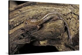 Desmognathus Fuscus (Northern Dusky Salamander)-Paul Starosta-Stretched Canvas