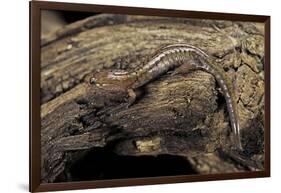 Desmognathus Fuscus (Northern Dusky Salamander)-Paul Starosta-Framed Photographic Print