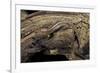 Desmognathus Fuscus (Northern Dusky Salamander)-Paul Starosta-Framed Photographic Print