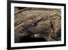 Desmognathus Fuscus (Northern Dusky Salamander)-Paul Starosta-Framed Photographic Print