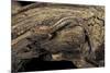 Desmognathus Fuscus (Northern Dusky Salamander)-Paul Starosta-Mounted Photographic Print