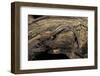 Desmognathus Fuscus (Northern Dusky Salamander)-Paul Starosta-Framed Photographic Print