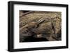 Desmognathus Fuscus (Northern Dusky Salamander)-Paul Starosta-Framed Photographic Print