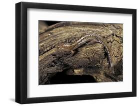 Desmognathus Fuscus (Northern Dusky Salamander)-Paul Starosta-Framed Photographic Print