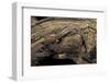 Desmognathus Fuscus (Northern Dusky Salamander)-Paul Starosta-Framed Photographic Print