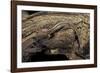 Desmognathus Fuscus (Northern Dusky Salamander)-Paul Starosta-Framed Photographic Print