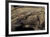 Desmognathus Fuscus (Northern Dusky Salamander)-Paul Starosta-Framed Photographic Print