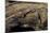 Desmognathus Fuscus (Northern Dusky Salamander)-Paul Starosta-Mounted Photographic Print