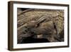 Desmognathus Fuscus (Northern Dusky Salamander)-Paul Starosta-Framed Photographic Print