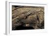 Desmognathus Fuscus (Northern Dusky Salamander)-Paul Starosta-Framed Photographic Print