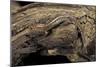 Desmognathus Fuscus (Northern Dusky Salamander)-Paul Starosta-Mounted Photographic Print