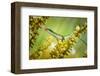 Dessert-null-Framed Art Print