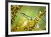 Dessert-null-Framed Art Print