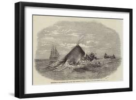 Destruction of the Larboard Boat of the Ann Alexander, by a Sperm Whale, in the South Pacific-null-Framed Giclee Print