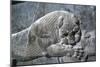 Detail from a relief of a lion attacking a bull, the Apadana, Persepolis, Iran-Vivienne Sharp-Mounted Photographic Print