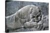 Detail from a relief of a lion attacking a bull, the Apadana, Persepolis, Iran-Vivienne Sharp-Stretched Canvas