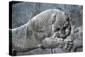 Detail from a relief of a lion attacking a bull, the Apadana, Persepolis, Iran-Vivienne Sharp-Stretched Canvas