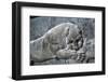 Detail from a relief of a lion attacking a bull, the Apadana, Persepolis, Iran-Vivienne Sharp-Framed Photographic Print