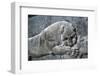 Detail from a relief of a lion attacking a bull, the Apadana, Persepolis, Iran-Vivienne Sharp-Framed Photographic Print