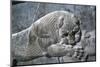 Detail from a relief of a lion attacking a bull, the Apadana, Persepolis, Iran-Vivienne Sharp-Mounted Photographic Print