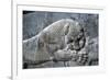 Detail from a relief of a lion attacking a bull, the Apadana, Persepolis, Iran-Vivienne Sharp-Framed Photographic Print