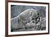 Detail from a relief of a lion attacking a bull, the Apadana, Persepolis, Iran-Vivienne Sharp-Framed Photographic Print