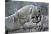 Detail from a relief of a lion attacking a bull, the Apadana, Persepolis, Iran-Vivienne Sharp-Mounted Photographic Print