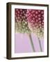 Detail From Allium Plant-null-Framed Photographic Print