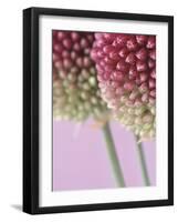 Detail From Allium Plant-null-Framed Photographic Print