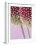 Detail From Allium Plant-null-Framed Photographic Print